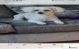 Bichon Frise dogs for stud: KC REGISTERED PROVEN STUD BEST BY FAR OVER 200 pu in Harlow - Image 6