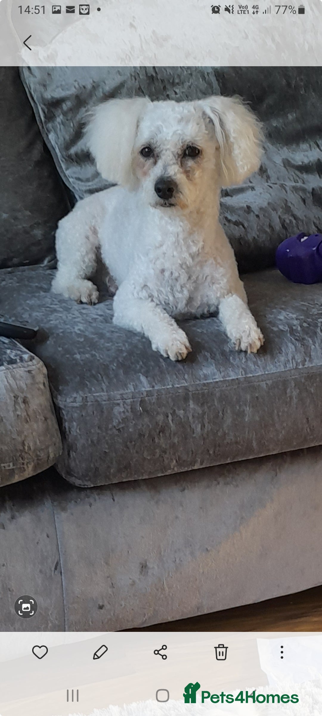 Bichon Frise dogs for stud: KC REGISTERED PROVEN STUD BEST BY FAR OVER 200 pu in Harlow - Image 6