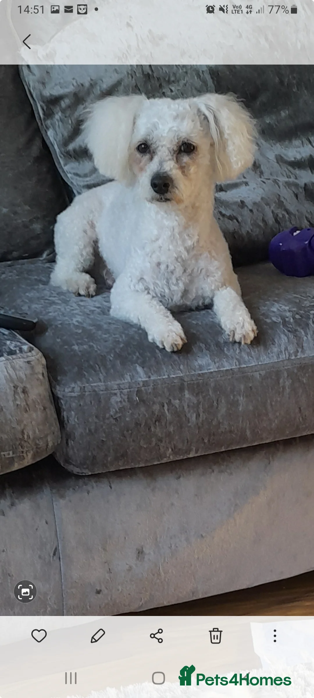 Bichon Frise dogs for stud: KC REGISTERED PROVEN STUD BEST BY FAR OVER 200 pu in Harlow - Advert 6