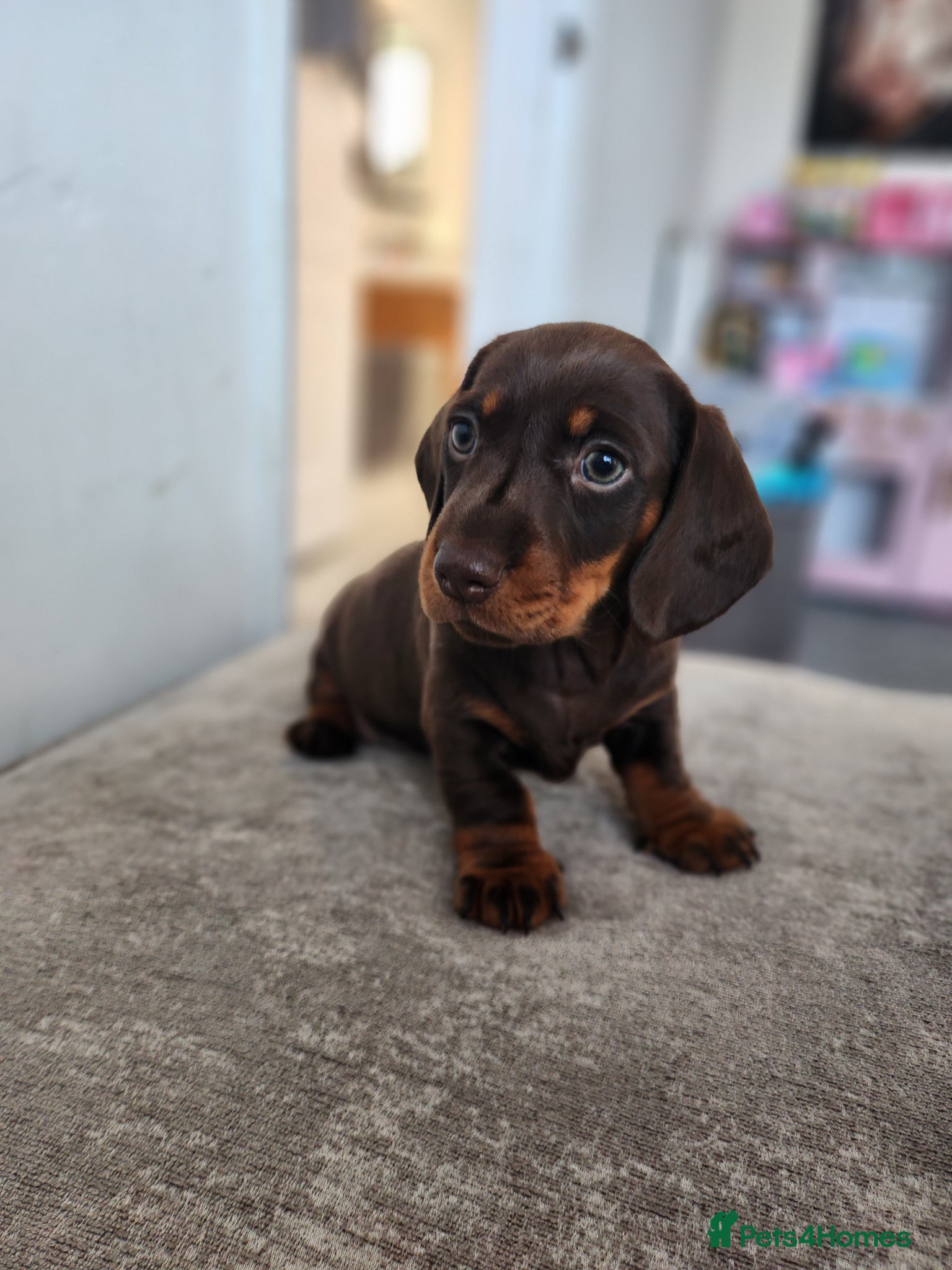Miniature Dachshund dogs Beautiful miniature Daschunds for sale  - Advert 1