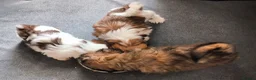 Shih Tzu dogs for sale: Quality Half Imperial Shihtzus. - Advert 5