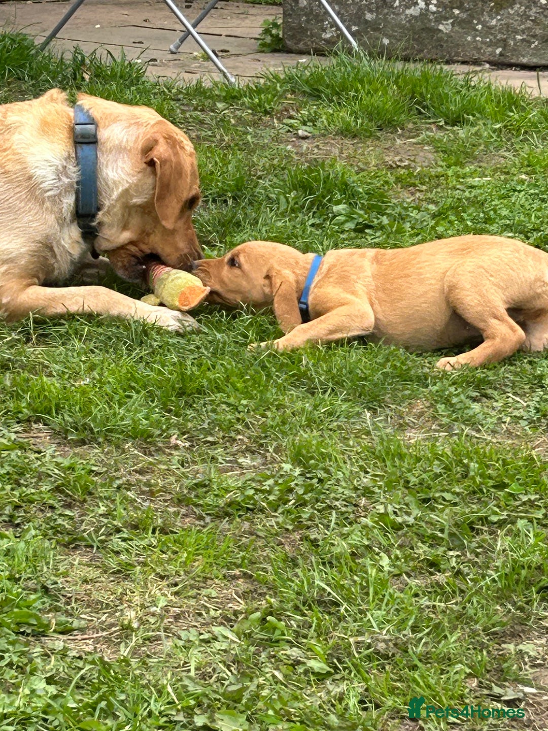 Labrador Retriever dogs for sale: Ready to go! KC reg Labradors (yellow/Foxred) - Image 32