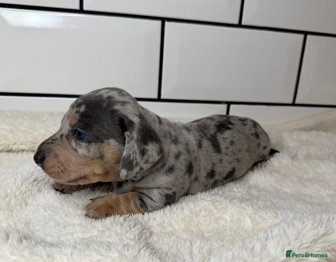 Miniature Dachshund dogs for sale: STUNNING MINIATURE DACHSHUNDS DAPPLE KC  - Advert 2