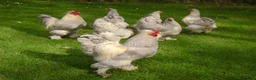 Chickens poultry for sale: Selection of quality stock breeding cockerels  - Advert 2