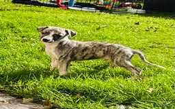 Whippet dogs for sale: SUPER KC Whippet puppies Show bred - Image 1