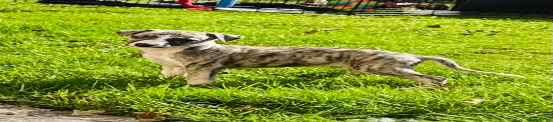 Whippet Puppy 1 