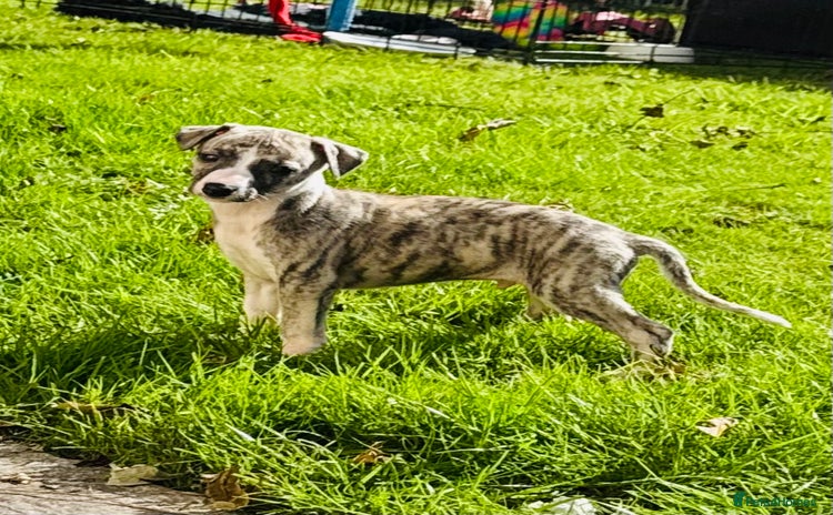 Whippet dogs - Advert 1