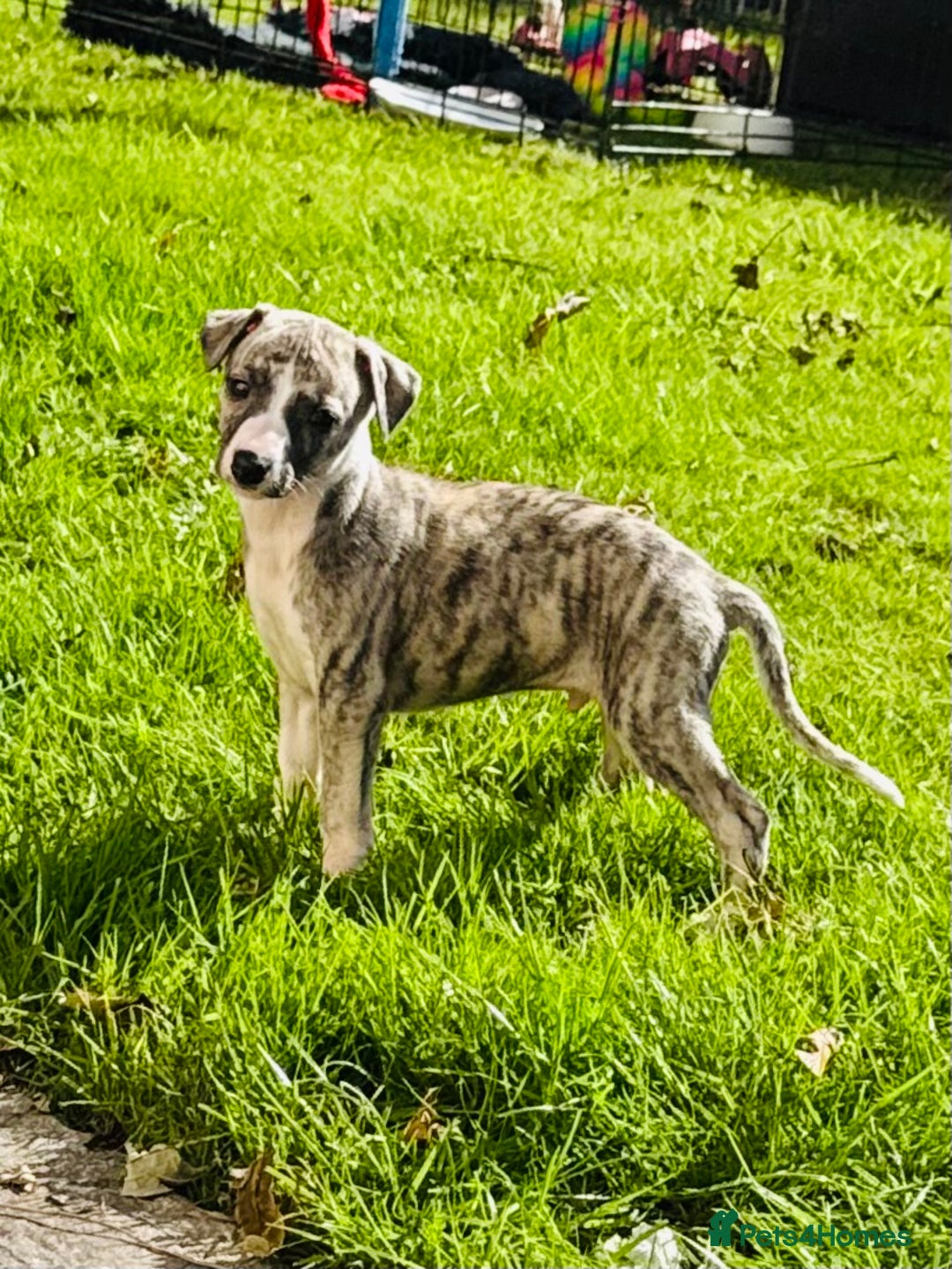 Whippet dogs for sale: SUPER KC Whippet puppies Show bred - Image 1