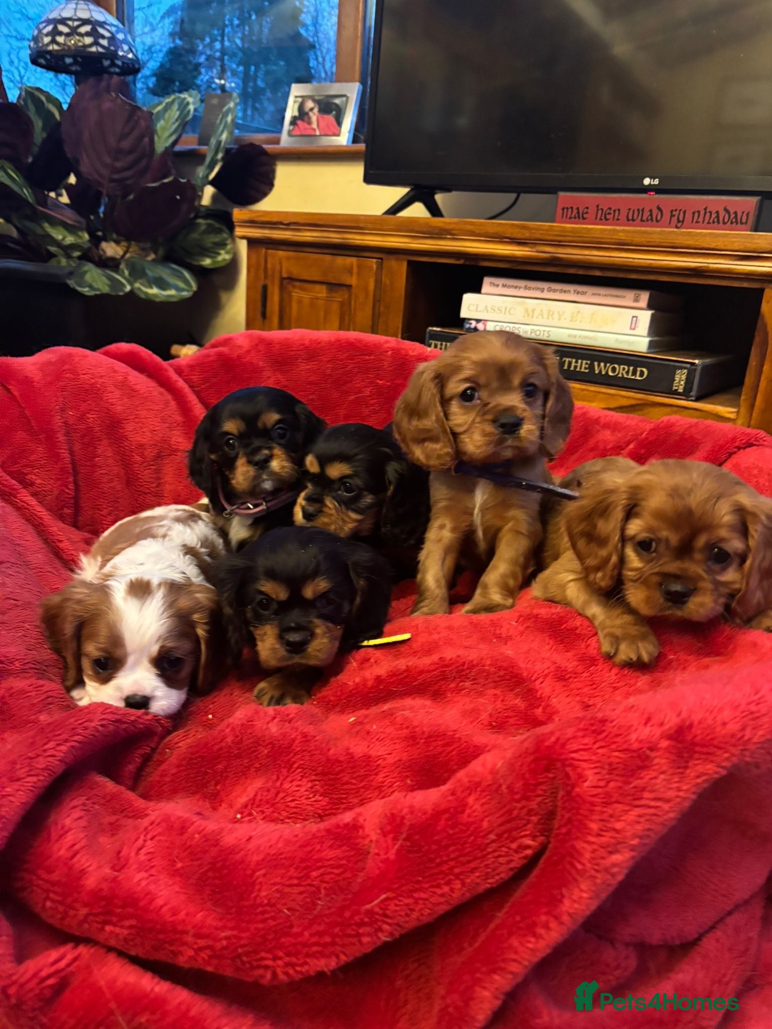 Cavalier King Charles Spaniel dogs DNA tested Cavalier king charles puppies - Advert 9