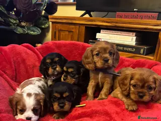 Cavalier King Charles Spaniel dogs DNA tested Cavalier king charles puppies - Advert 10