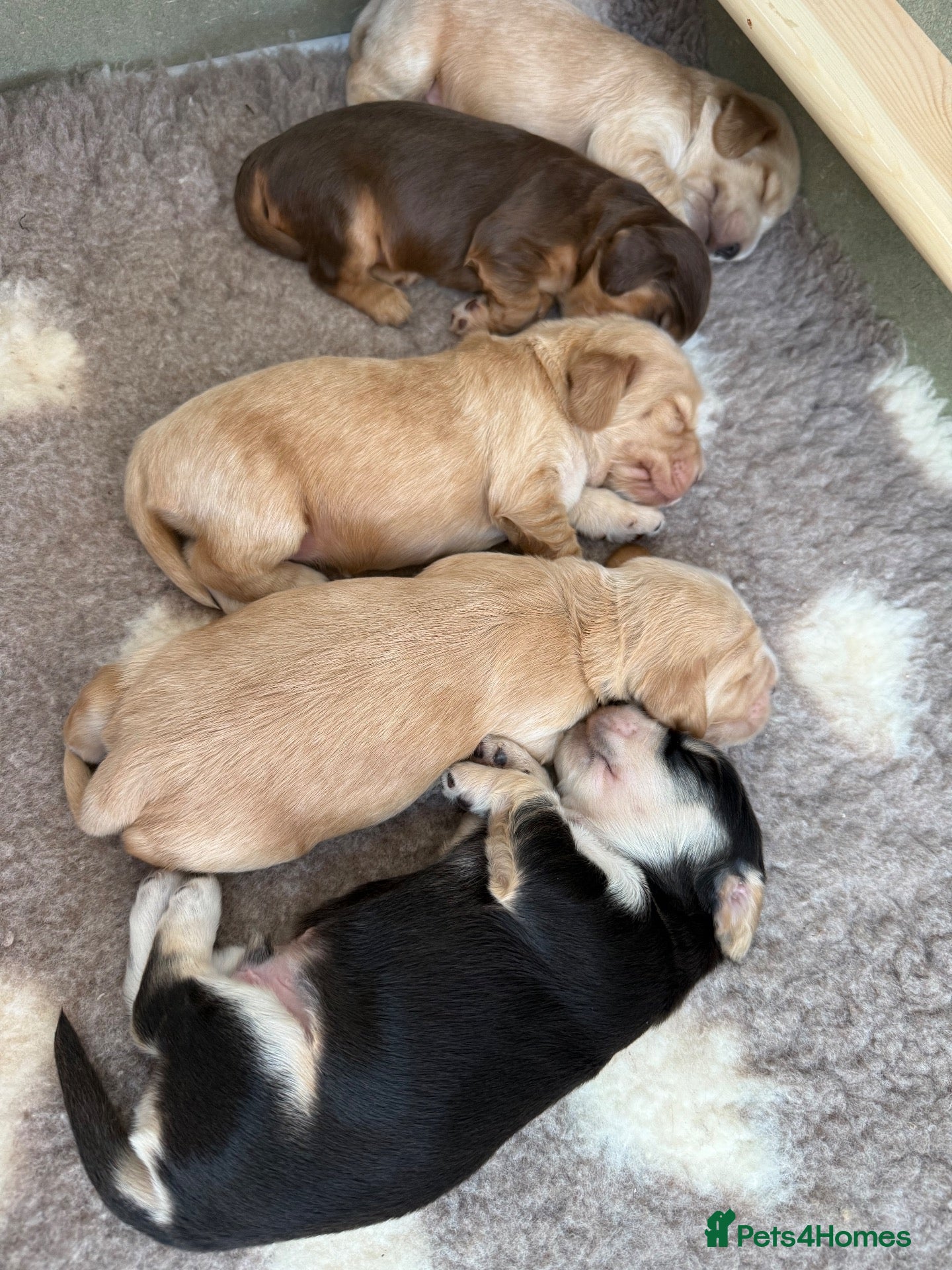Cocker Spaniel dogs 🤍 KC Show Cocker Spaniels 🤍 - Advert 2