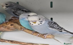 Budgerigars birds for sale: Gorgeous Baby Budgies ready now!!! - Image 7