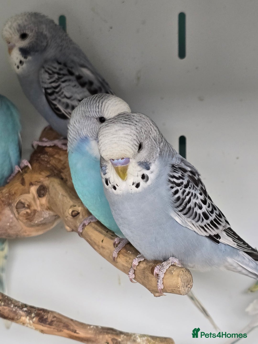 Budgerigars birds for sale: Gorgeous Baby Budgies ready now!!! - Image 7