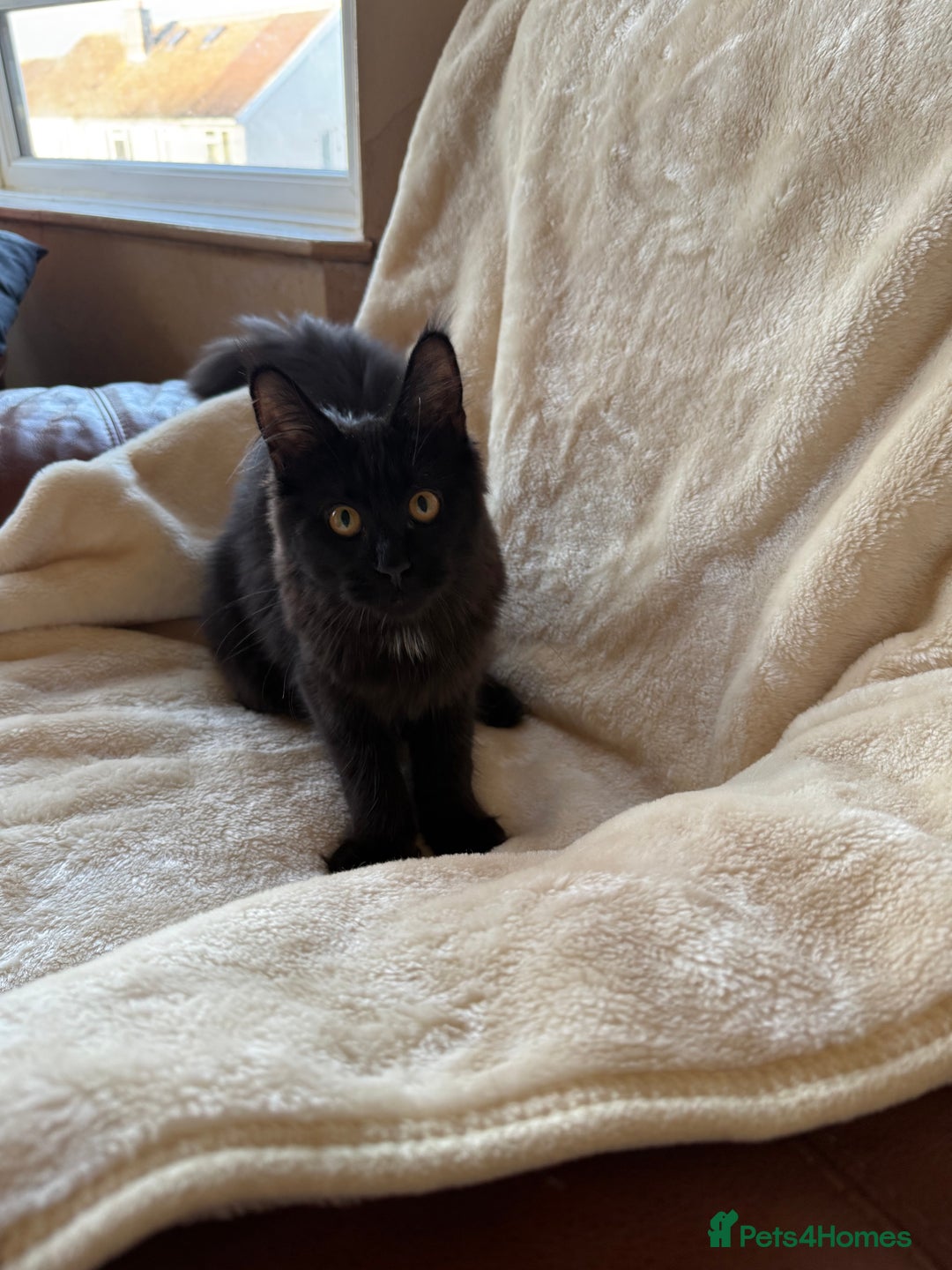 Maine Coon cats for sale: Pedigree GCCF Russian Import line Maine Coons - Advert 7