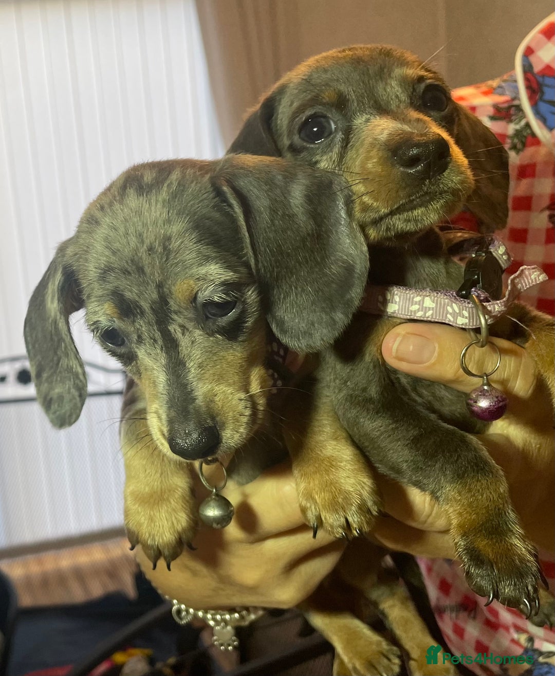 Dachshund dogs for sale: 5 beautiful miniature short haired dachshunds - Image 27