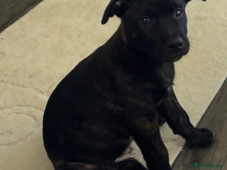 Mixed Breed dogs Bullherder - Advert 2