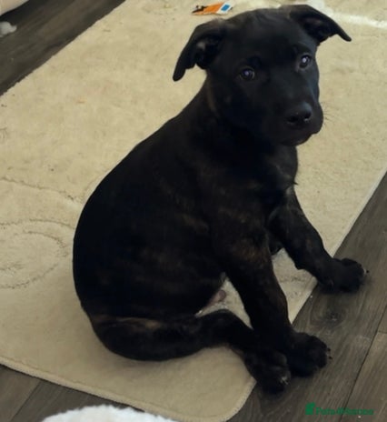 Mixed Breed dogs Bullherder - Advert 1