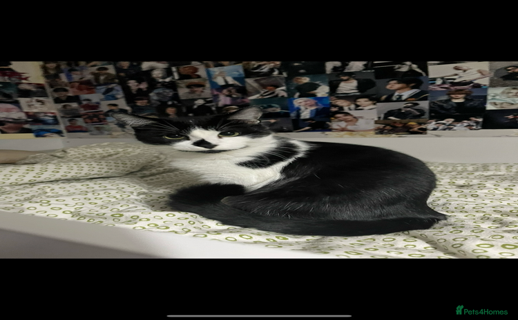 Domestic Shorthair cats - Advert 7