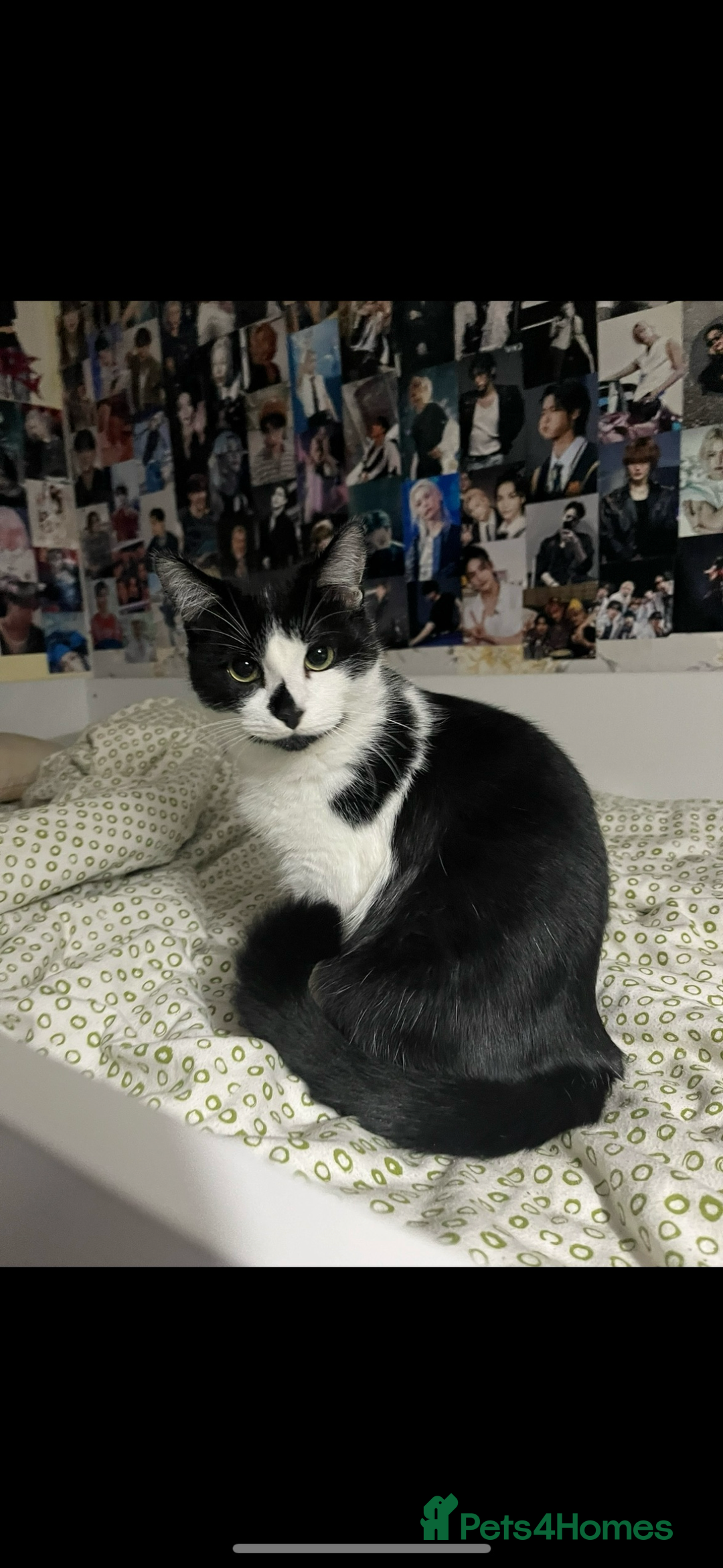 Domestic Shorthair cats for sale: Beautiful boy looking for a home - Image 1