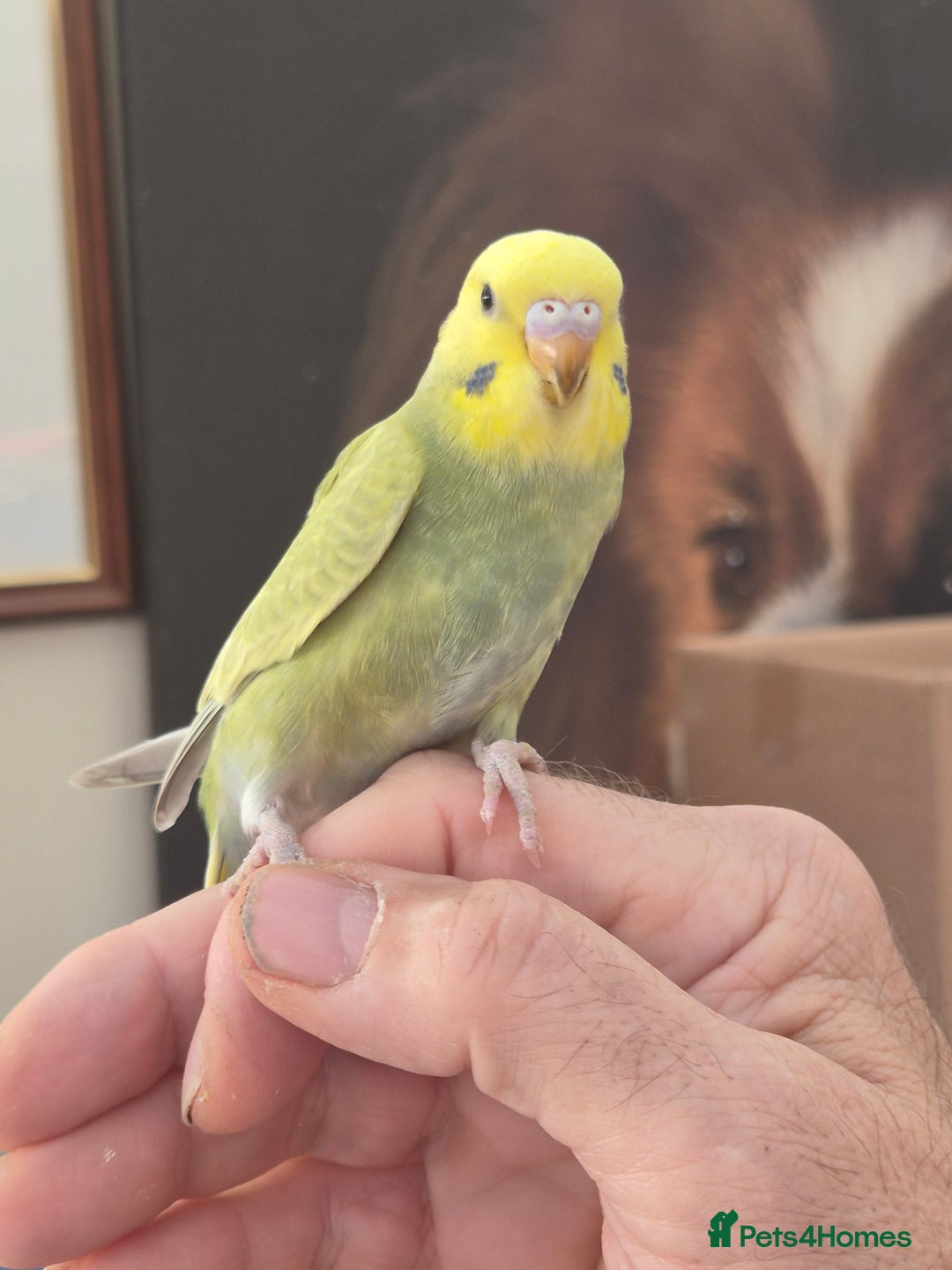 Budgerigars birds for sale: Baby Budgies - Advert 1