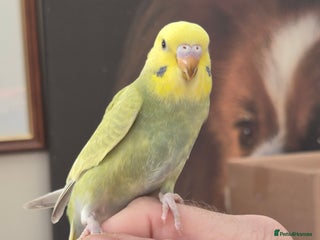 Budgerigars birds Baby Budgies - Advert 1