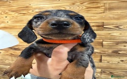 Miniature Dachshund dogs for sale: Beautiful bunch of girls /boy 🩷✨ Kc mini pups   - Image 15