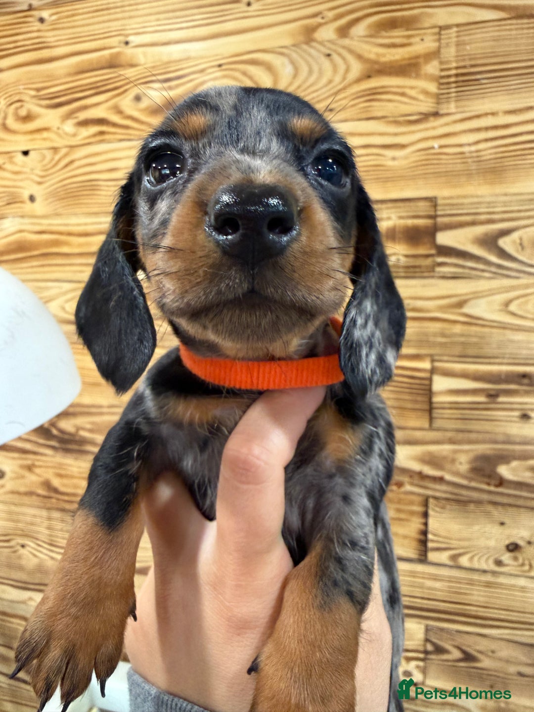 Miniature Dachshund dogs for sale: Beautiful bunch of girls /boy 🩷✨ Kc mini pups   - Image 15