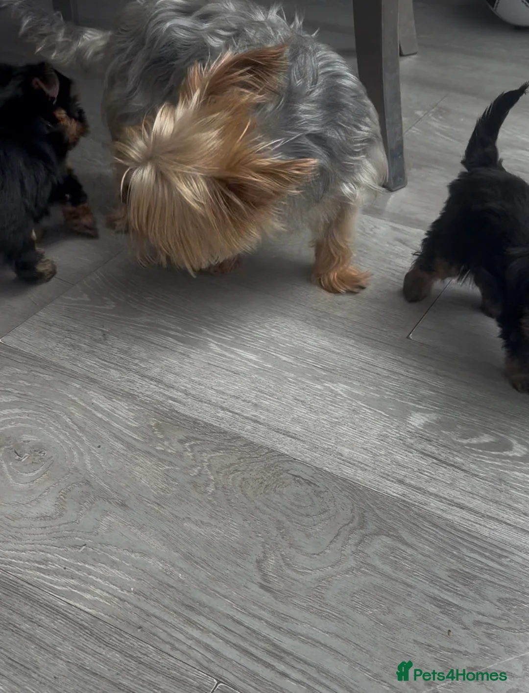 Yorkshire Terrier dogs for sale: Miniature yourkshire terrier - Advert 2