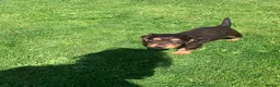 Cocker Spaniel dogs for sale: Cocker spaniel bitch pup in Leeds - Advert 5