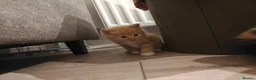 Mixed Breed cats for sale: 1x Longhair Ginger 3x Calico Tricolour Kittens! - Advert 11