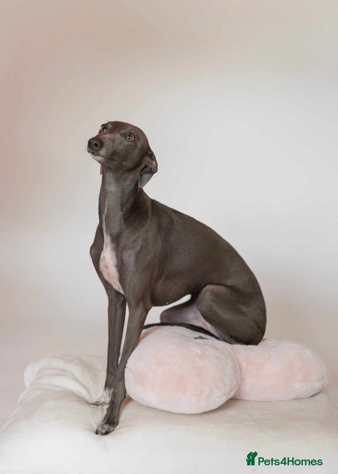 Italian Greyhound dogs Exceptional KC Italian greyhound puppies  - Advert 5