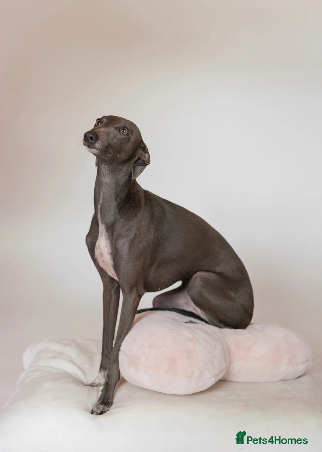 Italian Greyhound dogs for sale: Exceptional KC Italian greyhound puppies  - Advert 1