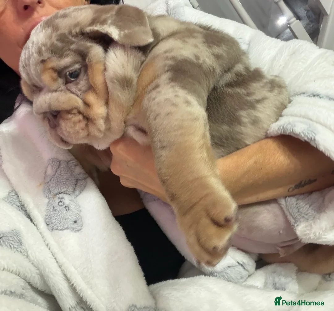 English Bulldog dogs for sale: English bulldog puppy  - Advert 3