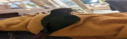 Conures birds for sale: Hand reared lovebirds and conures  - Advert 5