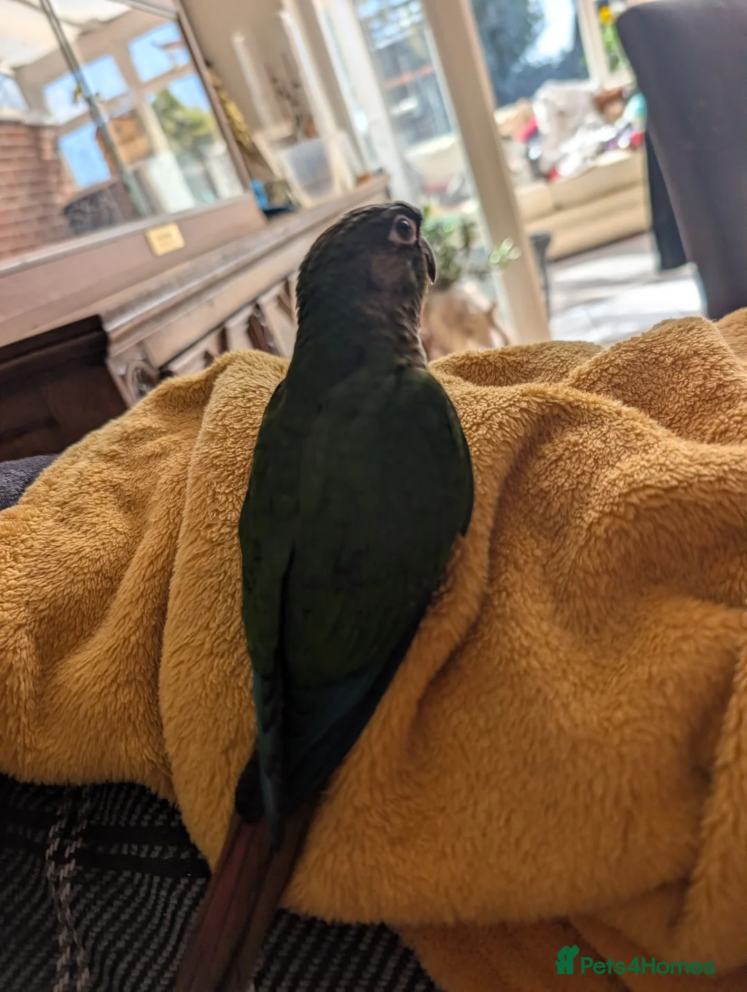 Conures birds for sale: Hand reared lovebirds and conures  - Advert 5