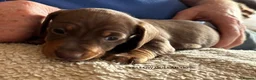 Miniature Dachshund dogs for sale: Adorable litter of Miniature Dachshund Puppies - Advert 13