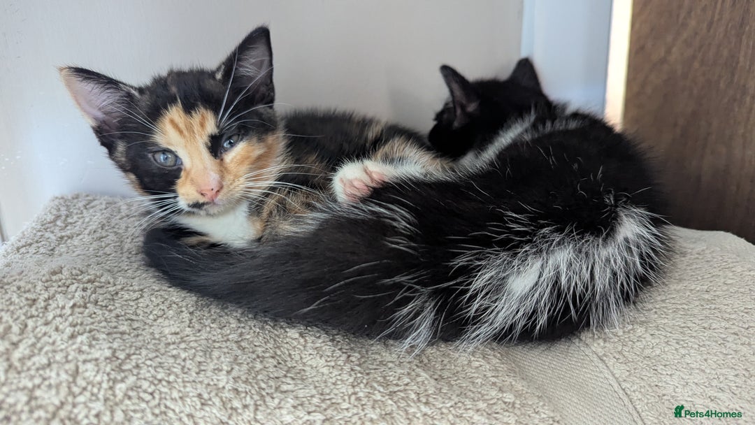 Mixed Breed cats for sale: White male kitten and 2 female kittens - Image 8