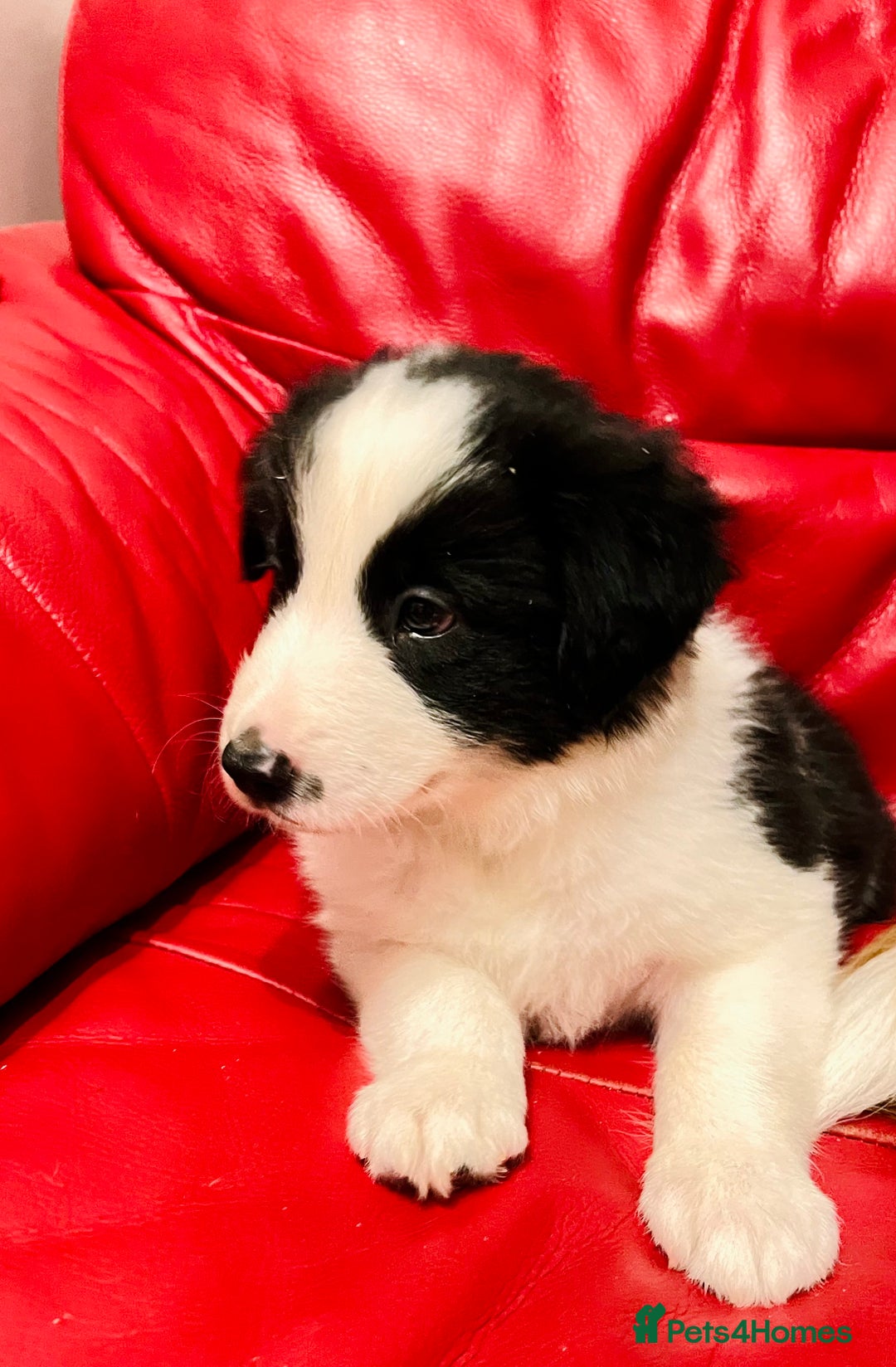 Border Collie dogs for sale: 🐾Ready to leave in 3 days🐾Border Collie🐾 - Image 9