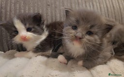 Maine Coon cats for sale: Stunning cubs  - Image 4