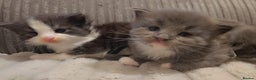 Maine Coon cats for sale: Mainecoon boy xx large  - Advert 4