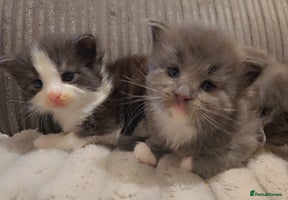 Maine Coon cats Stunning Hugh cubs - Advert 6