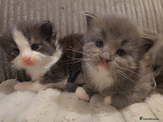 Maine Coon cats Stunning Hugh cubs - Advert 17