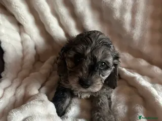 Cavapoo dogs Beautiful F1 Cavapoo rare merle puppies - Advert 10