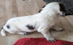 Cocker Spaniel dogs for sale: 2 x BOYS - KC Reg Working Cocker Spaniels - Image 10