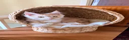 Maine Coon cats for sale: 4 month mainecoon kitten - Advert 2