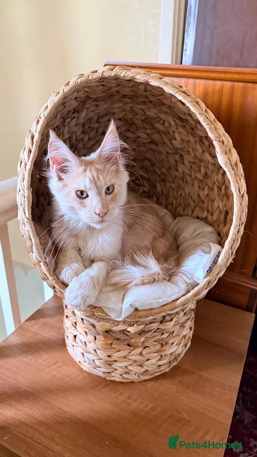 Maine Coon cats for sale: 4 month mainecoon kitten - Advert 2