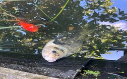 Koi Carp fish for sale: 3 Koi fish for sale - Image 25