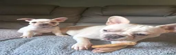 French Bulldog dogs for sale: Stunning French bulldog pups - Advert 3