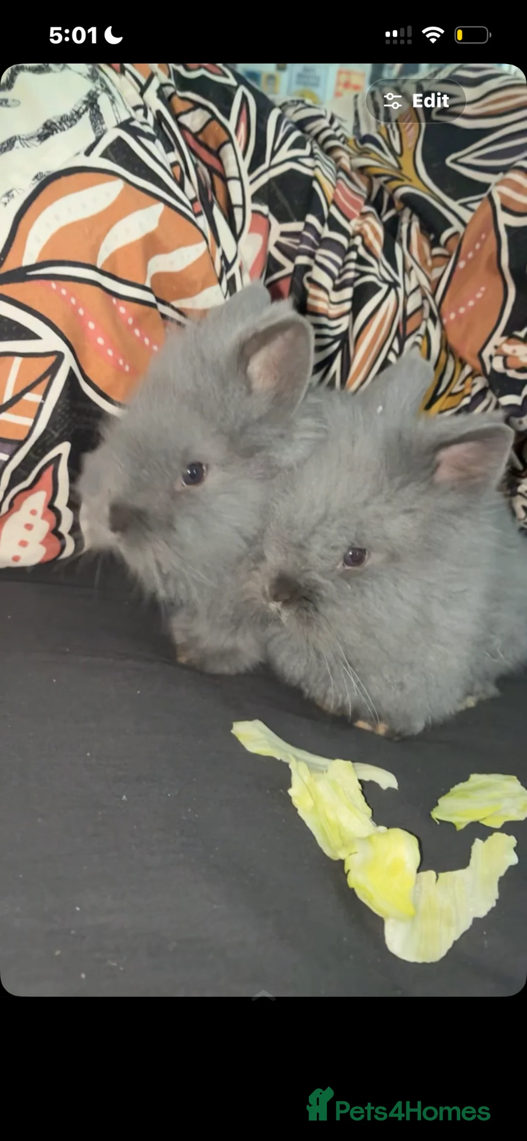 Lionhead rabbits for sale: Two sisters two month oldn in Halifax - Advert 1