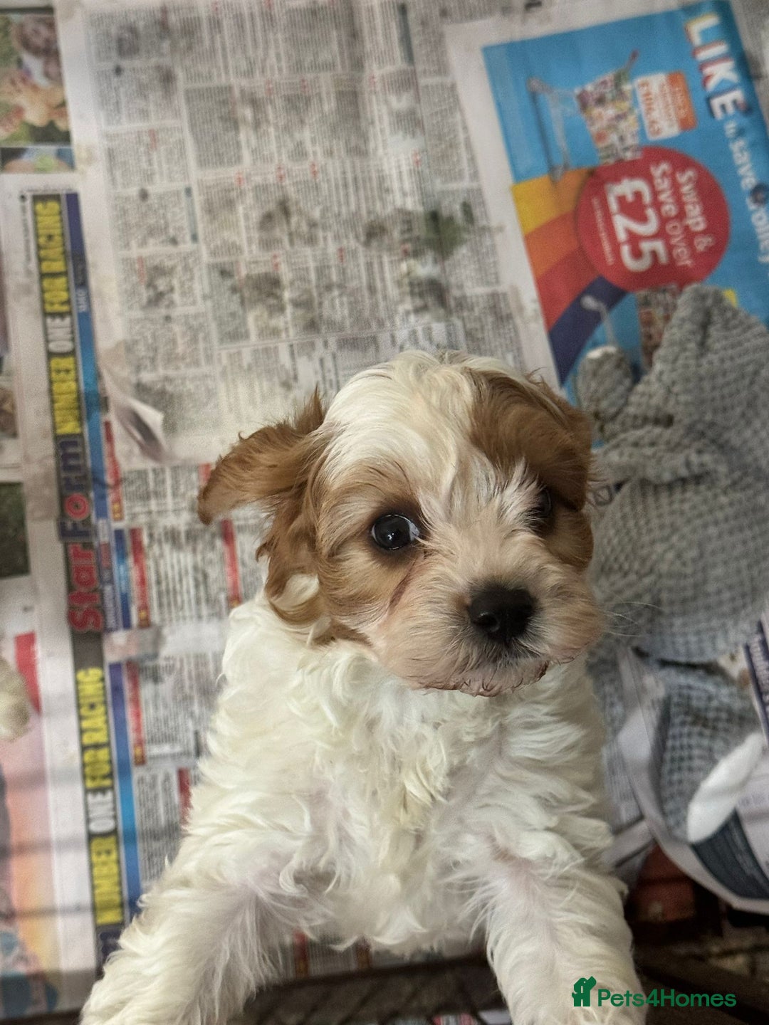 Cavapoo dogs for sale: 2 cheeky Male Cavapoo pups - Advert 9